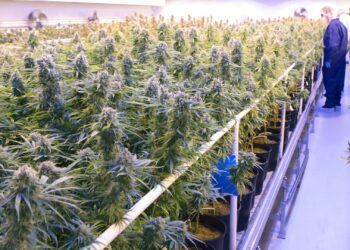 Tilray stock surges after cannabis company improves bottom line