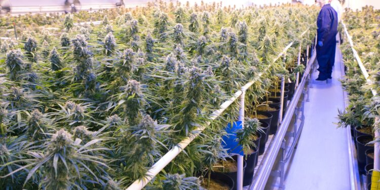 Tilray stock surges after cannabis company improves bottom line Tilray stock surges after cannabis company improves bottom line