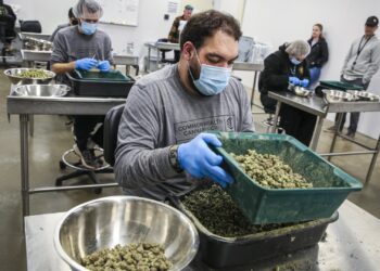 HHS calls for easing restrictions on marijuana, sending cannabis stocks higher