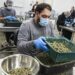 HHS calls for easing restrictions on marijuana, sending cannabis stocks higher