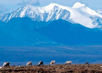 Biden administration cancels 7 remaining oil and gas leases Trump gave in Alaska’s Arctic Refuge