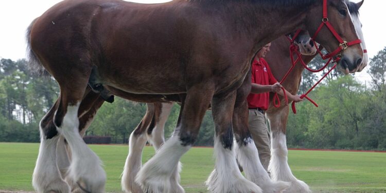 Budweiser will no longer shorten the tails of its iconic Clydesdales after PETA complained that it amounted to ‘cruelty’