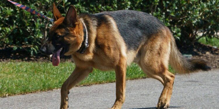 Joe Biden’s dog Commander has been exiled from the White House after yet another biting incident involving the head groundskeeper