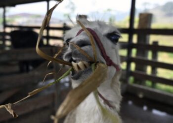 Meta’s Llama gears up for battle