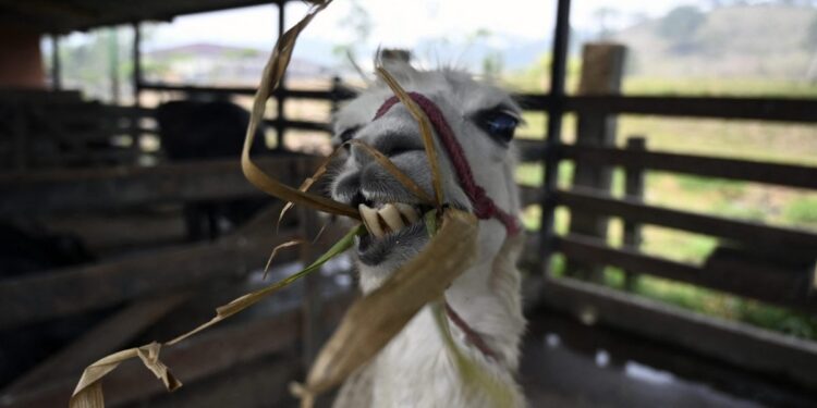 Meta’s Llama gears up for battle