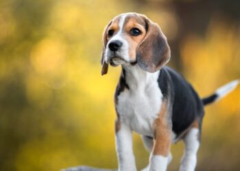 131 dogs will take to the field—and many will mark their territory. 131 dogs will take to the field—and many will mark their territory.