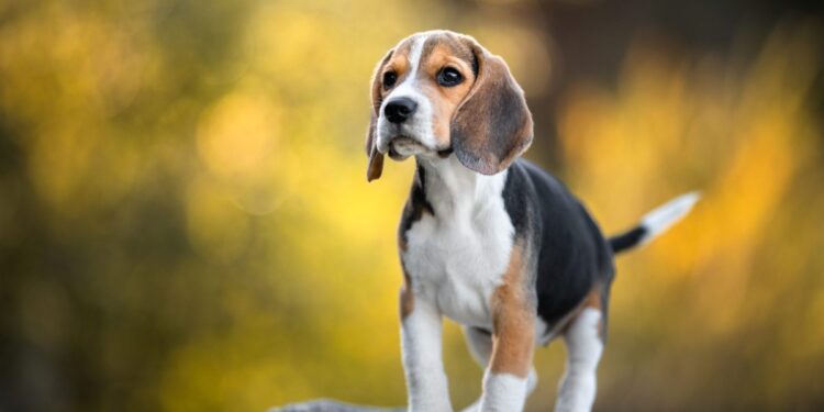 131 dogs will take to the field—and many will mark their territory. 131 dogs will take to the field—and many will mark their territory.