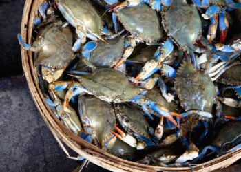 Family office dealmaking doubled in February with bets on crab shells, nuclear reactors and more