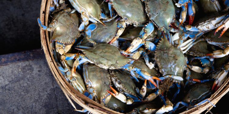 Family office dealmaking doubled in February with bets on crab shells, nuclear reactors and more