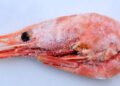 Walmart recalls potentially radioactive frozen shrimp sold in 13 states Walmart recalls potentially radioactive frozen shrimp sold in 13 states