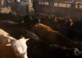 If you think beef is expensive now, just wait until next year when prices could soar nearly 60% | Fortune If you think beef is expensive now, just wait until next year when prices could soar nearly 60% | Fortune