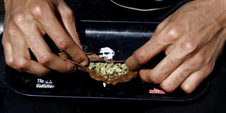 ‘Trump effect’ raises hopes for cannabis rally as investors bet on federal reforms, softer marijuana stance